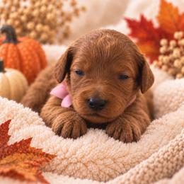 Light pink - Red female Irish Doodle puppy in Madison, Wisconsin from Morningside Doodles