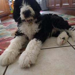 Goldendoodle, Golden Retriever, and Sheepadoodle Puppies from Guppy Puppies
