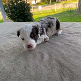 Rusty - Red merle male Miniature Australian Shepherd puppy in Oroville, Washington from High Mountain Aussies