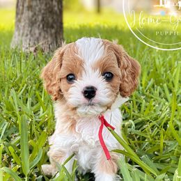 Cavapoos and Goldendoodles from Home Grown Puppies