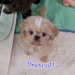 Prescott - Cream and white male Shih Tzu puppy in Surprise, Arizona from Arizona Shih Tzu