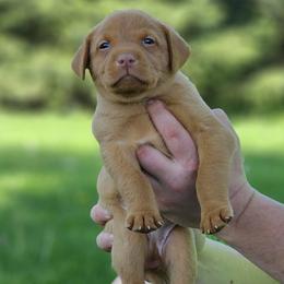 White Collar - Male - Yellow male Labrador Retriever puppy in Boyd, Minnesota from Lindley Labradors