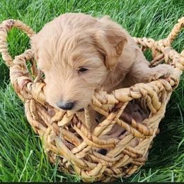 Goldendoodle Puppies from Lauralyn's Goldendoodles