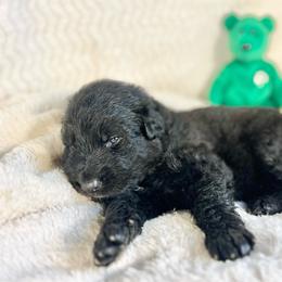 Inkwell - Black male German Shepherd puppy in Augusta, Wisconsin from Wehrhaus German Shepherds