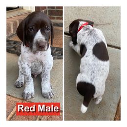 German Shorthaired Pointer Puppies from Harts Hill Kennel