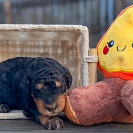 Glacier - Phantom female Bernedoodle puppy in Lake Charles, Louisiana from Journey Doodles