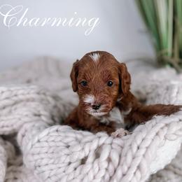Blue Collar - Red  male Goldendoodle puppy in Corona, California from West Coast Goldendoodles