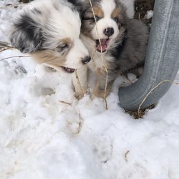 Miniature Australian Shepherd Puppies from Boulder Mini Aussies