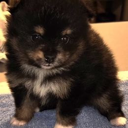 Boy 2 - Black and tan male Pomeranian puppy in Turnersville, New Jersey from MK Exquisite Poms