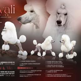 Boy 3 - White male Poodle puppy in Tallahassee, Florida from Brivali Poodles
