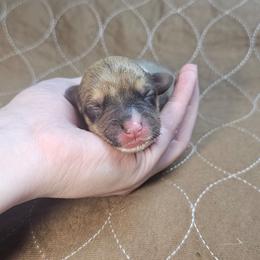 Toffee - Sable female Pembroke Welsh Corgi puppy in Washington from Castle View Royal Rumps