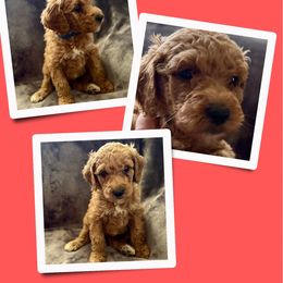 Robin Hood - Red  male Goldendoodle puppy in Bluefield, Virginia from Love on a Leash