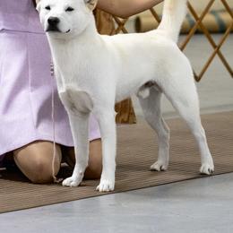 Jindo All Grown Up from Hwarang Kennel Korean Jindo | 화랑 진돗개