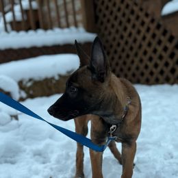 Raya - Fawn female Belgian Malinois puppy in Linwood, Michigan from Gillis Malinois LLC