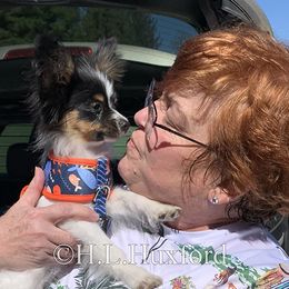 Papillon Puppies from Holly Huxford