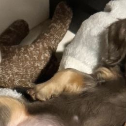 Dachshunds from Divine Doxies