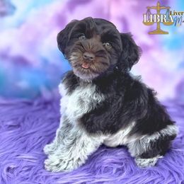 Libra - Liver male Miniature Schnauzer puppy in Cypress, Texas from Brady's Birddogs