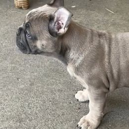 French Bulldogs from Michelle Cassidy's French Bulldogs