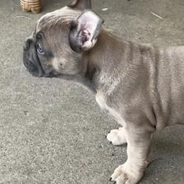 French Bulldogs from Michelle Cassidy's French Bulldogs