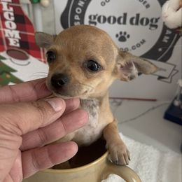 Mrs Grey charting under 3 lb 3800 - Fawn female Chihuahua puppy in Las Vegas, Nevada from Quality Poms Chihuahua Yorkies of Las vegas