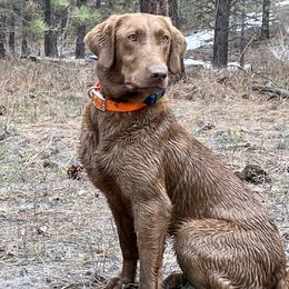 Cocoa - Labrador Retriever