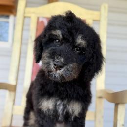 Kir - Tri-color male Bernedoodle puppy in Youngstown, Florida from Wonderland’s Boujie Kennels