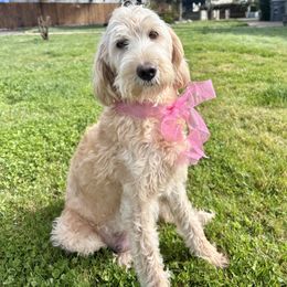 Khloe - Labradoodle