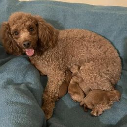 Poodles from Glen's Poodles
