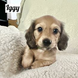 Iggy - Cream male Dachshund puppy in Statesville, North Carolina from Lakeside Dachshunds