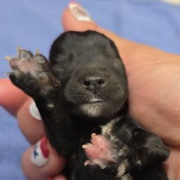 Mickey - Black male Miniature Schnauzer puppy in Elgin, Iowa from Firefly Stables