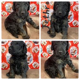 Poodle Puppies from Wonderland Kennel