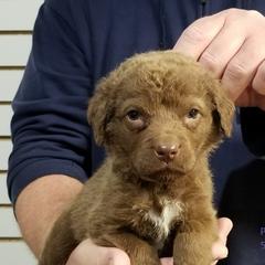 Chesapeake Bay Retriever Puppies from Eska Creek Chesapeakes