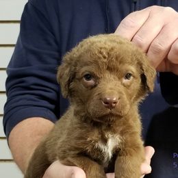 Chesapeake Bay Retriever Puppies from Eska Creek Chesapeakes