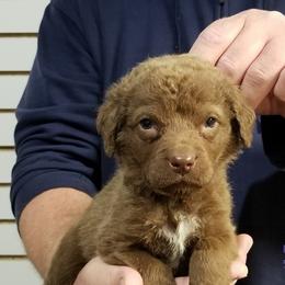 Chesapeake Bay Retriever Puppies from Eska Creek Chesapeakes