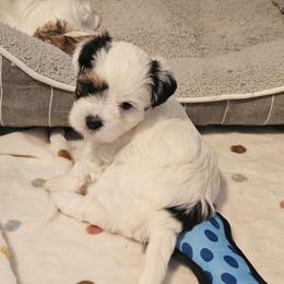 Patch - Black and white female Shorkie puppy in Chattanooga, Tennessee from Passion Pups TN