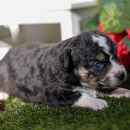 Samantha - Black tri female Toy Australian Shepherd puppy in Granbury, Texas from Best Little Aussies