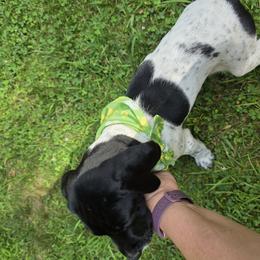 German Shorthaired Pointer Puppies from Bee Stepien