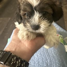 Marvin - Black & tan tri-color male Maltipoo puppy in Brighton, Illinois from Maltipoo Rehoming