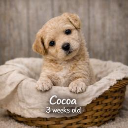 Cocoa - Apricot male Goldendoodle puppy in Hendersonville, Tennessee from Ben's Best Buddy Goldendoodles