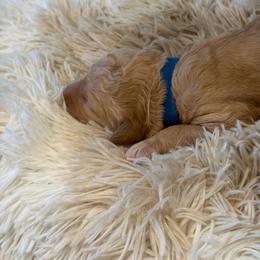 Blue collar - Apricot male Goldendoodle puppy in Ottawa, Kansas from Kansas Country Doodles