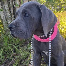 Marina - Blue Great Dane puppy in Rosharon, Texas from Parker's Great Danes