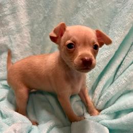 Prague Ratter Puppies from North Star Gem’s Prague Ratters