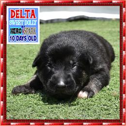 DELTA - Black and red female German Shepherd puppy in Murrieta, California from Diamond Oaks German Shepherds