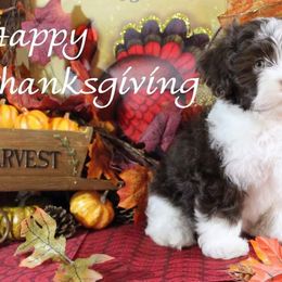 Havanese Puppies from KingsKids Havanese
