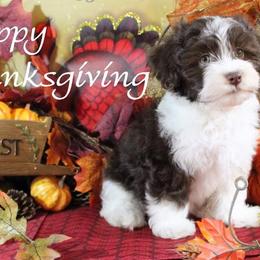 Havanese Puppies from KingsKids Havanese