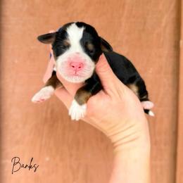 Banks - Tri-color male Bernedoodle puppy in Wamego, Kansas from Doodles of Oz