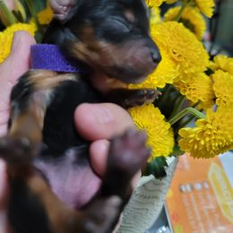 Purple - Black and gold female Yorkshire Terrier puppy in Gilbert, Arizona from Yorkie Your Soulmate Puppy