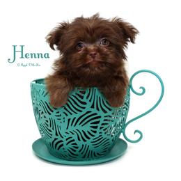 Henna - Brown female Mi-Ki puppy in Elizabeth, Colorado from Royal T Mi-Kis