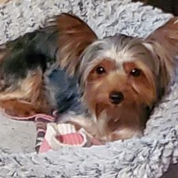 Cupcake - Yorkshire Terrier