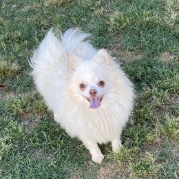 YaYa - Pomeranian